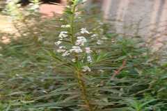 Angelonia salicariifolia